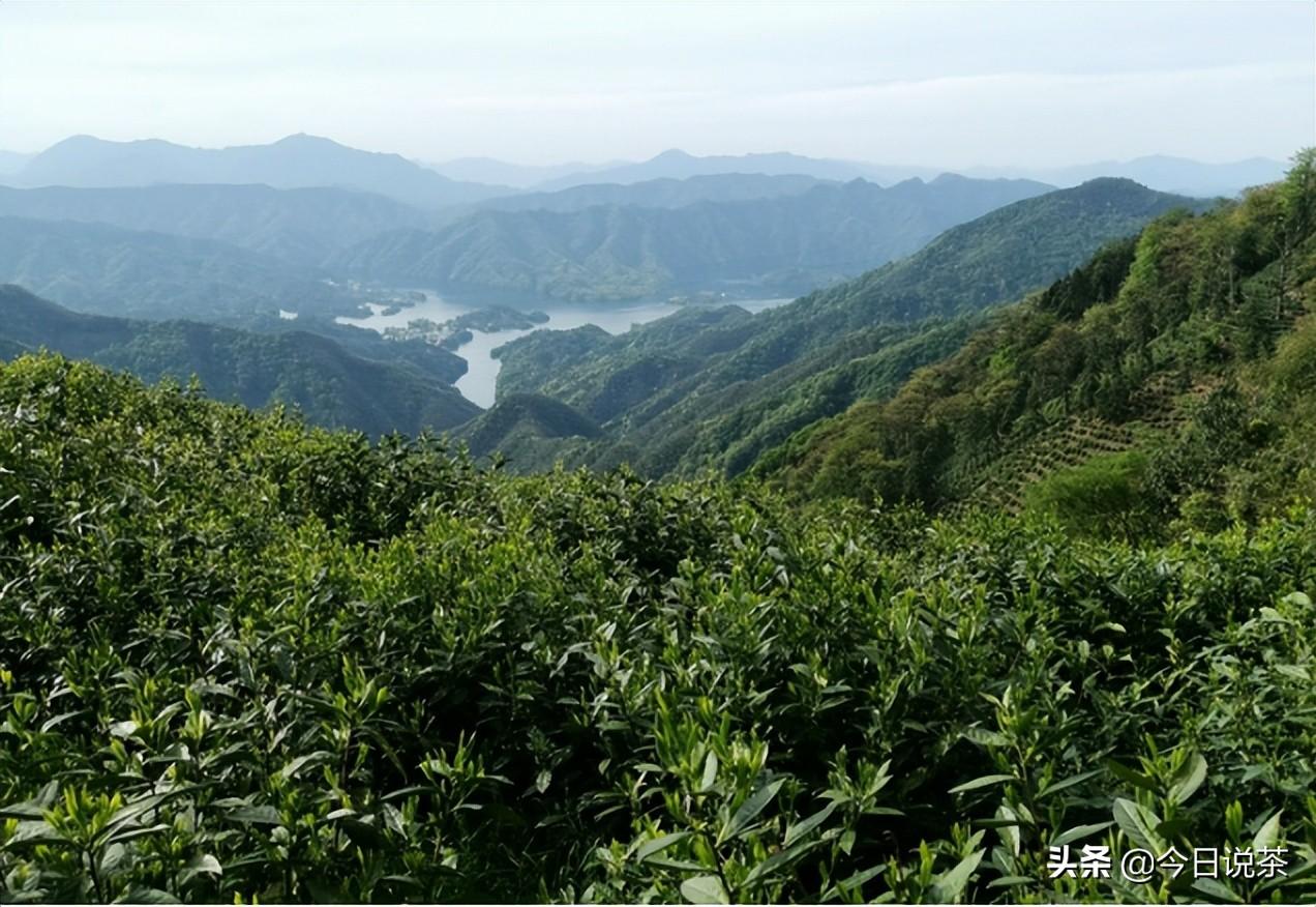 太平猴魁是安徽名茶吗（太平猴魁茶产地是哪里）