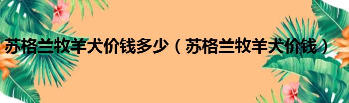 苏格兰牧羊犬价钱多少（苏格兰牧羊犬价钱）