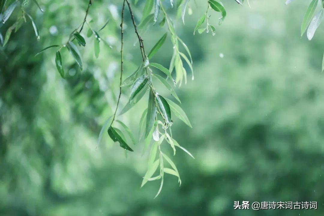 李清照的词精选十首蝶恋花（李清照蝶恋花最有名的两句）(图3)