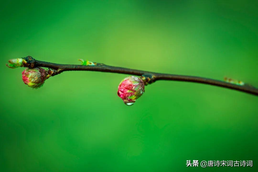 李清照的词精选十首蝶恋花（李清照蝶恋花最有名的两句）(图4)