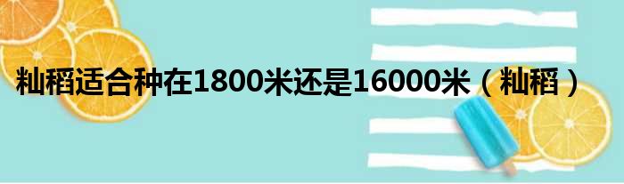 籼稻适合种在1800米还是16000米（籼稻）