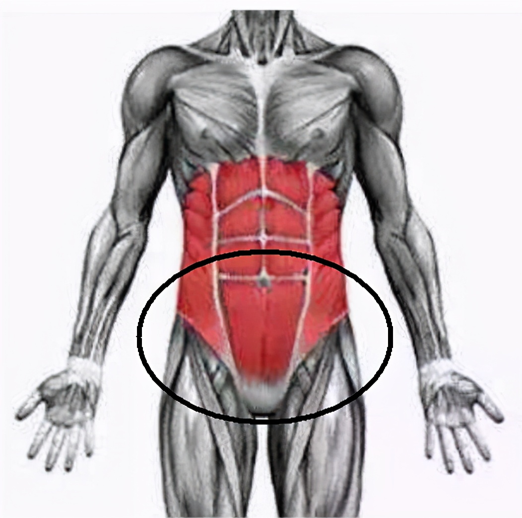 仰卧抬腿是什么运动（仰卧抬腿的正确姿势介绍）(图3)