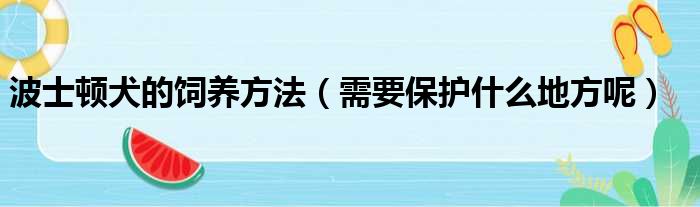 波士顿犬的饲养方法（需要保护什么地方呢）