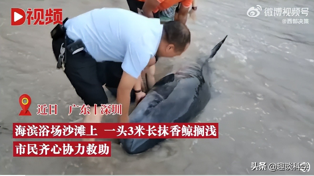 抹香鲸搁浅死亡的原因（中国抹香鲸搁浅事件案例）