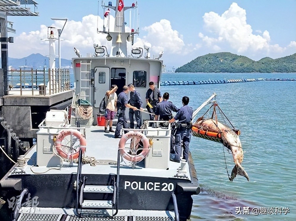 抹香鲸搁浅死亡的原因（中国抹香鲸搁浅事件案例）(图6)