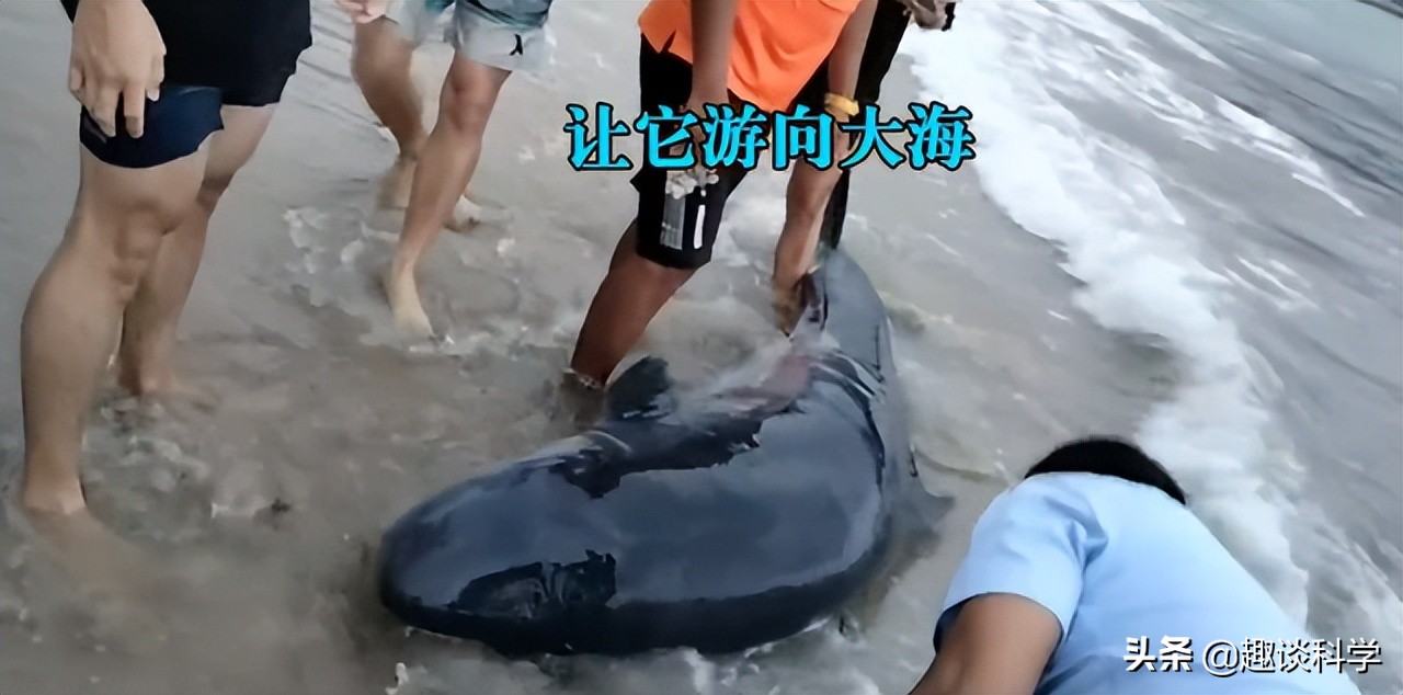 抹香鲸搁浅死亡的原因（中国抹香鲸搁浅事件案例）(图15)