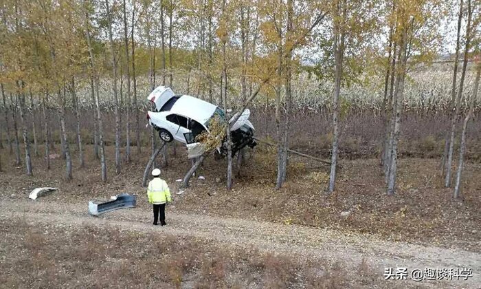 抹香鲸搁浅死亡的原因（中国抹香鲸搁浅事件案例）(图19)