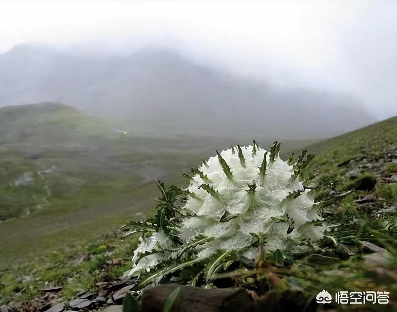 雪莲花的寓意和花语（雪莲花的花语和象征意义）(图2)