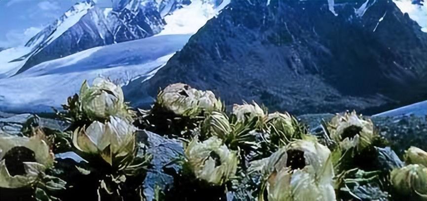 雪莲花的寓意和花语（雪莲花的花语和象征意义）(图3)