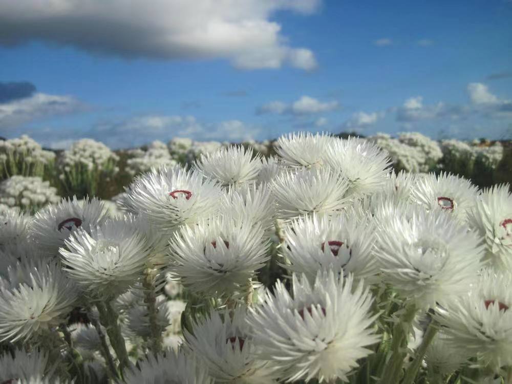 雪莲花的寓意和花语（雪莲花的花语和象征意义）(图5)