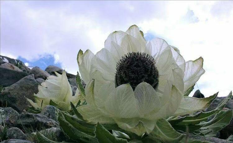 雪莲花的寓意和花语（雪莲花的花语和象征意义）(图12)