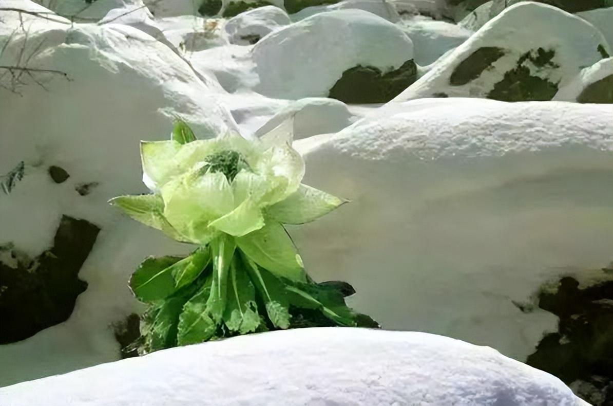 雪莲花的寓意和花语（雪莲花的花语和象征意义）(图13)