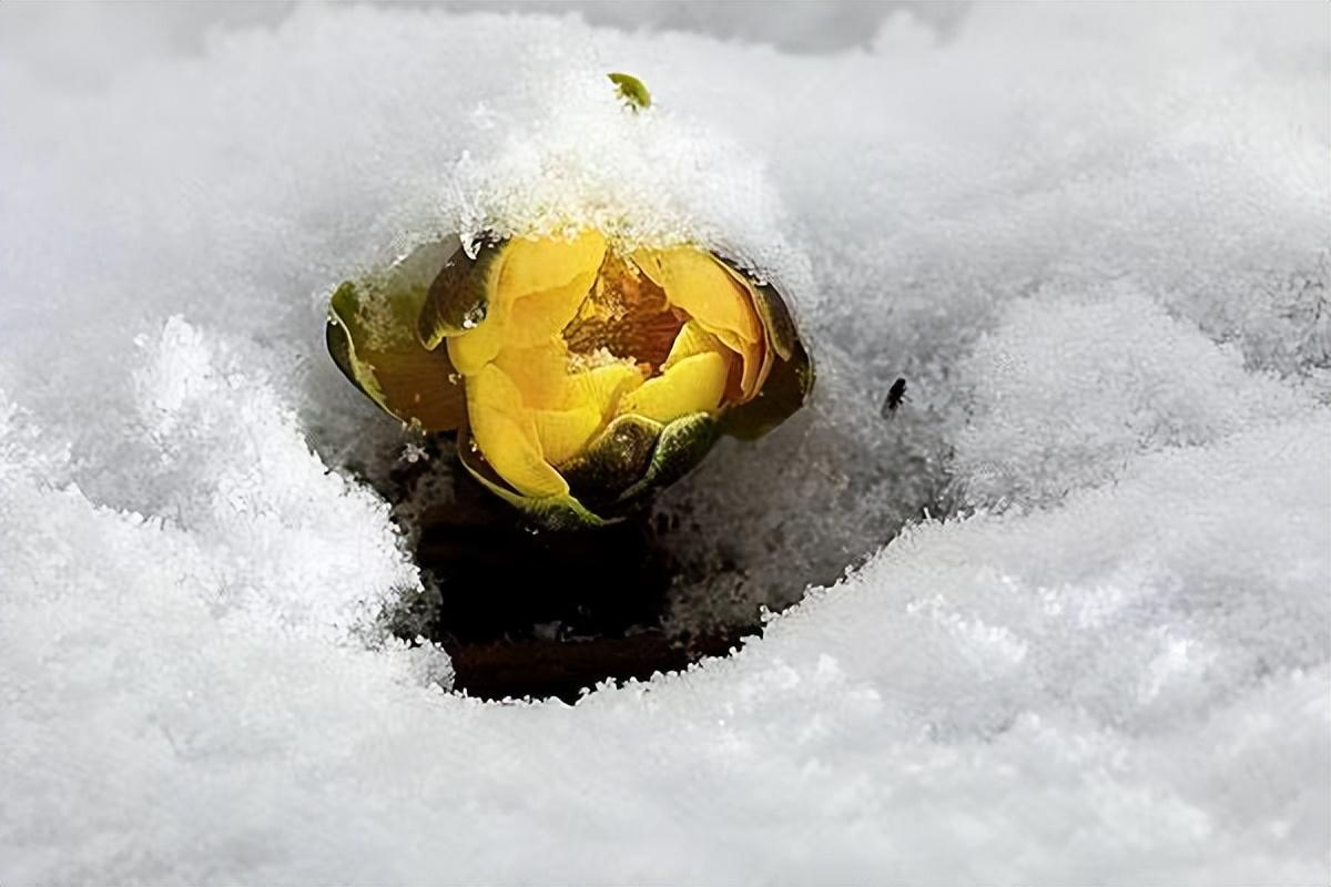 雪莲花的寓意和花语（雪莲花的花语和象征意义）(图16)