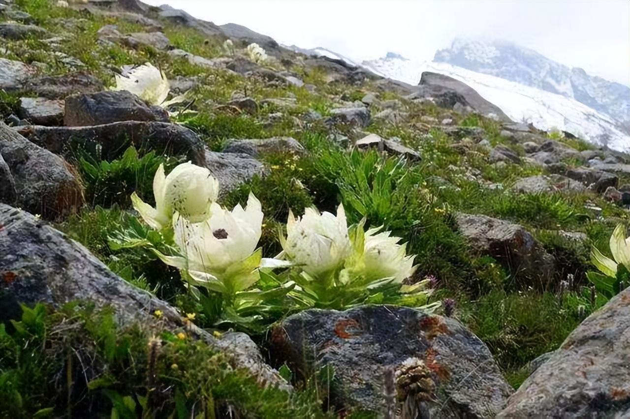 雪莲花的寓意和花语（雪莲花的花语和象征意义）(图20)