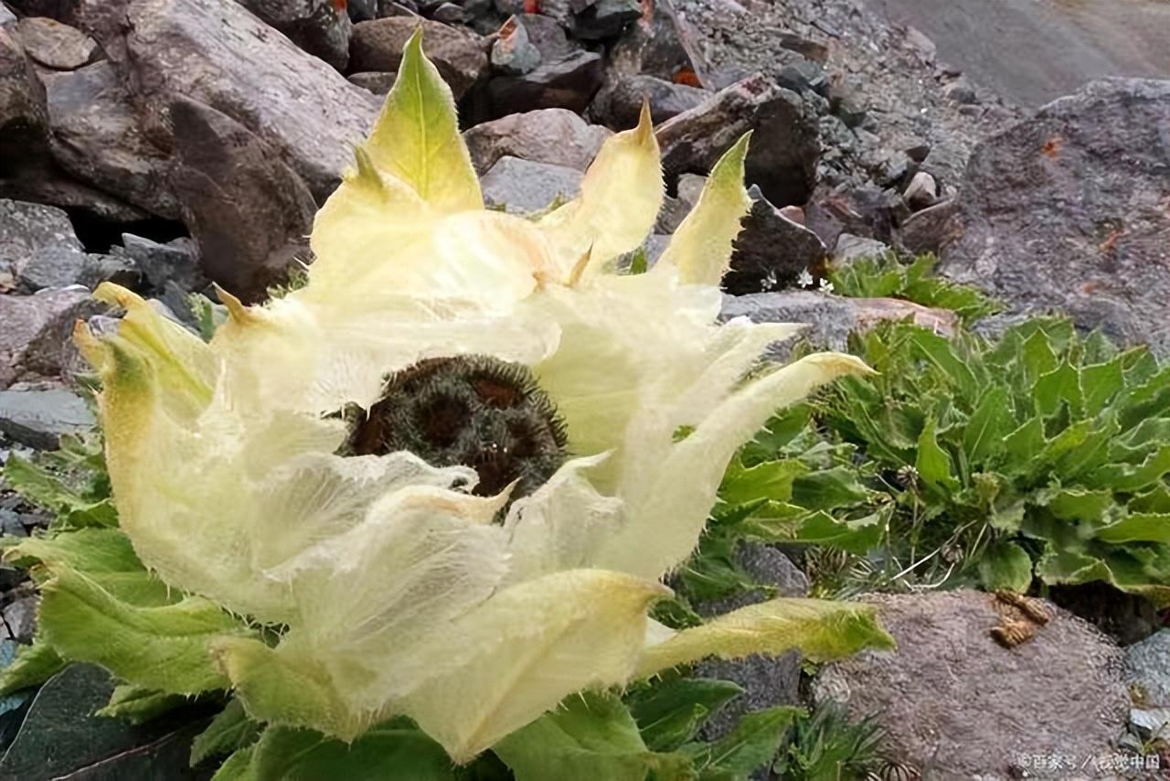 雪莲花的寓意和花语（雪莲花的花语和象征意义）(图21)