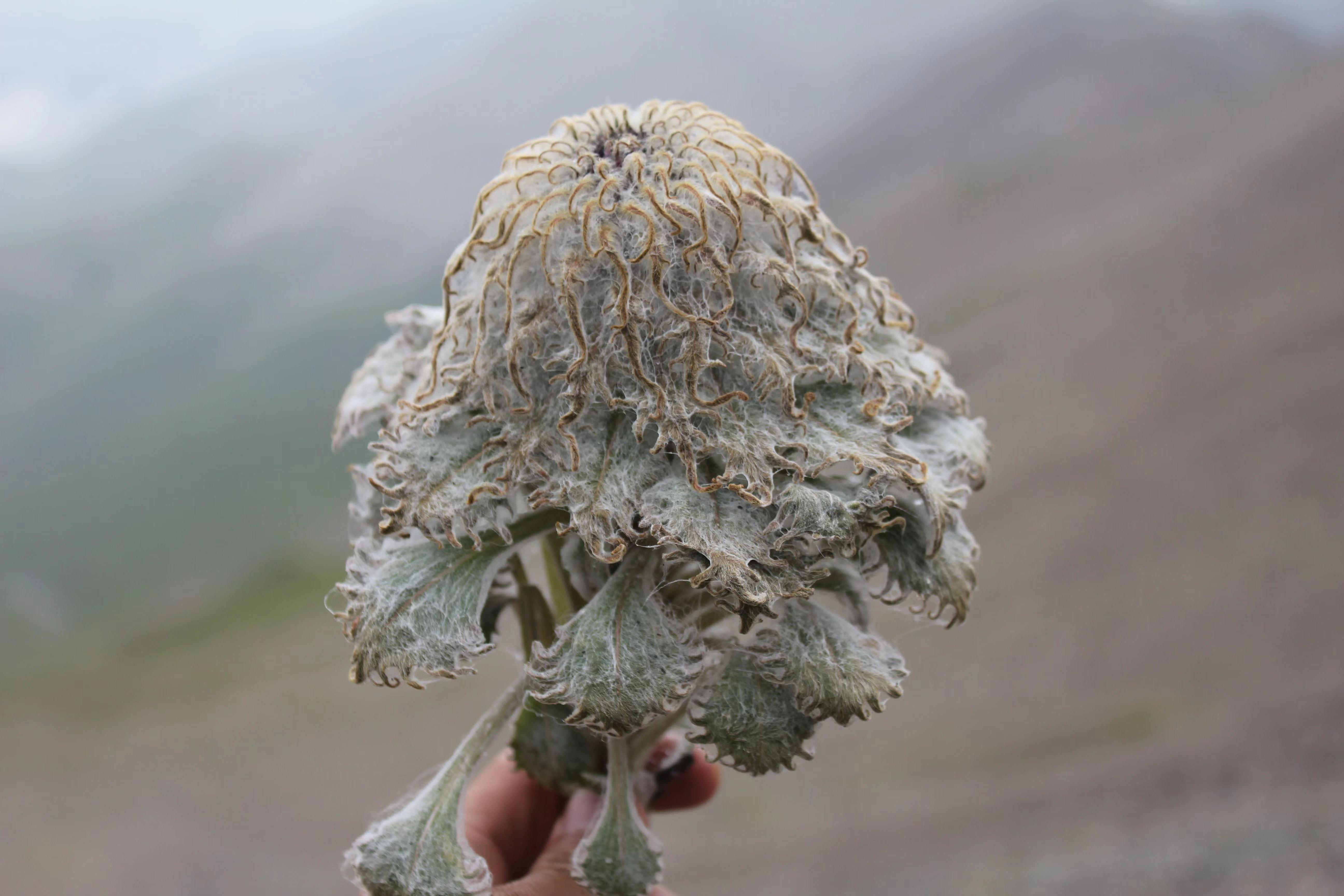 雪莲花的寓意和花语（雪莲花的花语和象征意义）(图22)