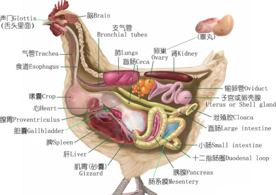 世界上体型最大的鸡品种（世界上最大的鸡是什么品种）(图6)