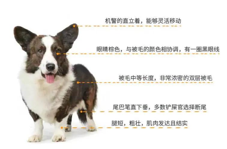 彭布罗克威尔士柯基犬介绍资料（彭布罗克威尔士柯基犬简介）(图9)