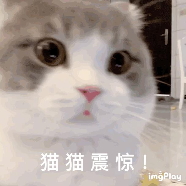 自制猫饭能代替猫粮吗（猫饭可以代替猫粮吗）(图3)