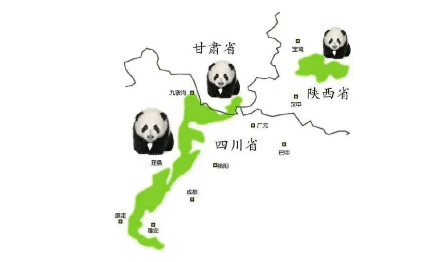 野生大熊猫生活在什么地方-为什么（大熊猫生活在什么地方）(图11)