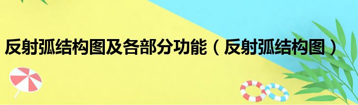 反射弧结构图及各部分功能（反射弧结构图）