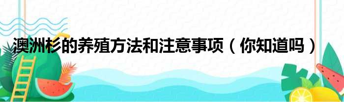 澳洲杉的养殖方法和注意事项（你知道吗）