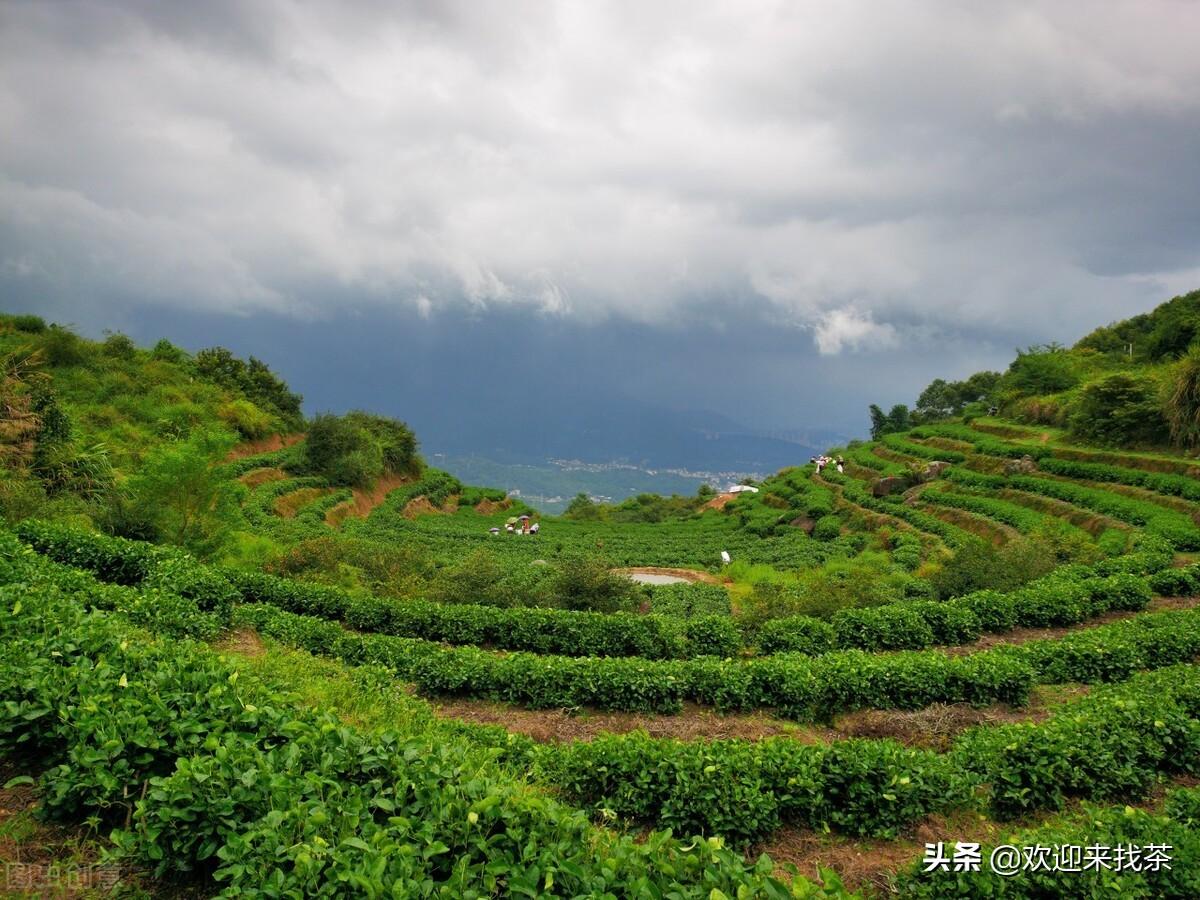 福建茶叶品牌排行榜百度百科（福建茶叶品牌十大名茶）(图6)