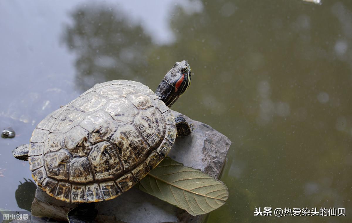 长寿龟如何养殖（长寿龟在家里怎么养能活更久）(图3)