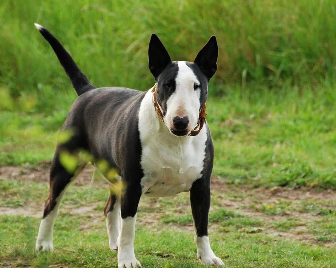 世界上最凶猛十大恶犬（世界十大猛犬排名）(图1)