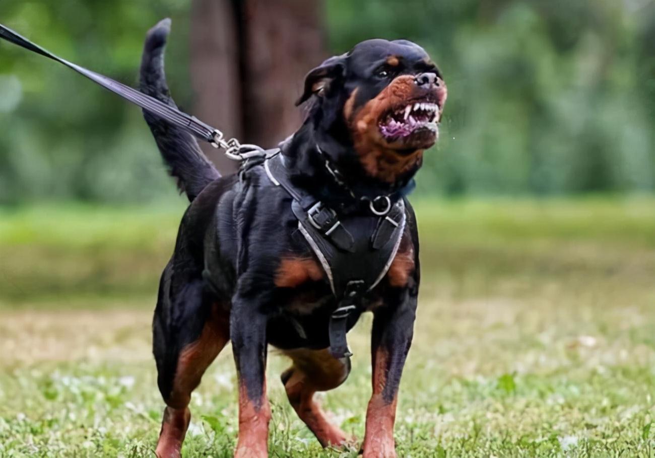 世界上最凶猛十大恶犬（世界十大猛犬排名）(图2)