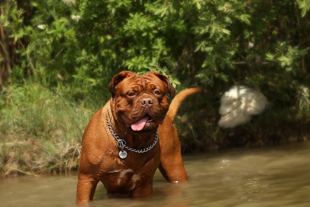 世界上最凶猛十大恶犬（世界十大猛犬排名）(图3)