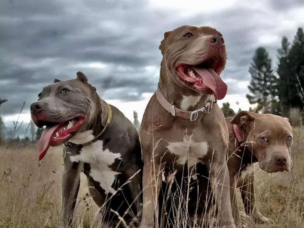 世界上最凶猛十大恶犬（世界十大猛犬排名）(图10)