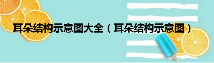 耳朵结构示意图大全（耳朵结构示意图）