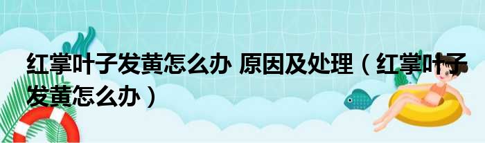 红掌叶子发黄怎么办 原因及处理（红掌叶子发黄怎么办）