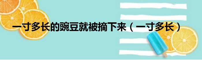 一寸多长的豌豆就被摘下来（一寸多长）