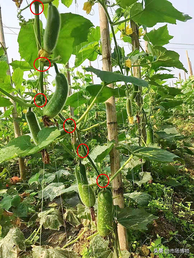 节瓜是什么瓜（节瓜又叫什么瓜）(图2)