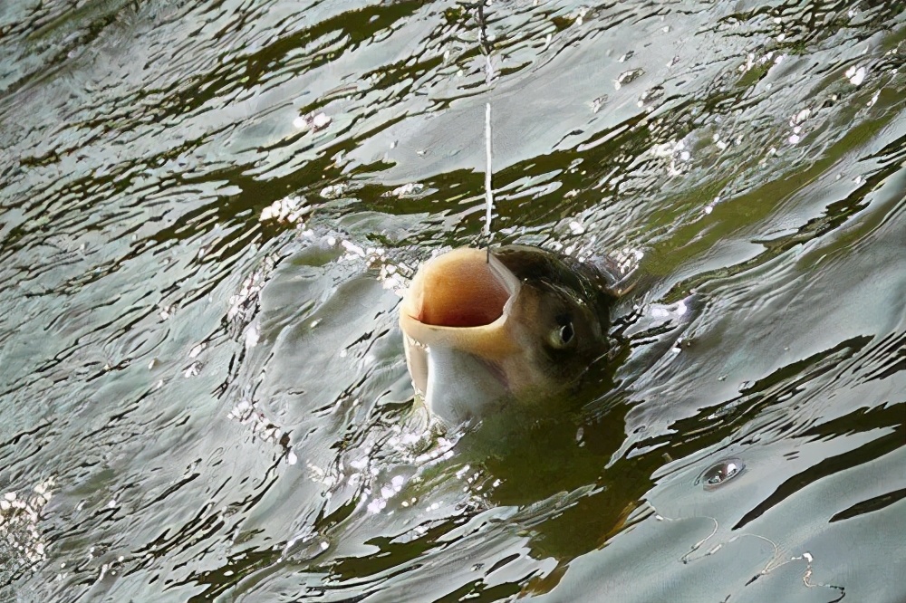 钓鲢鳙技巧钓鱼人必看（鲢鳙钓法技巧）