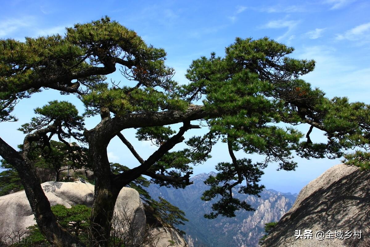 黄山美景不仅闻名全国而且享誉安徽（黄山的特点都有哪些）(图4)