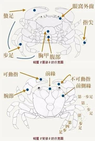 你知道螃蟹为什么横着走吗（螃蟹为什么横着走原因）(图3)