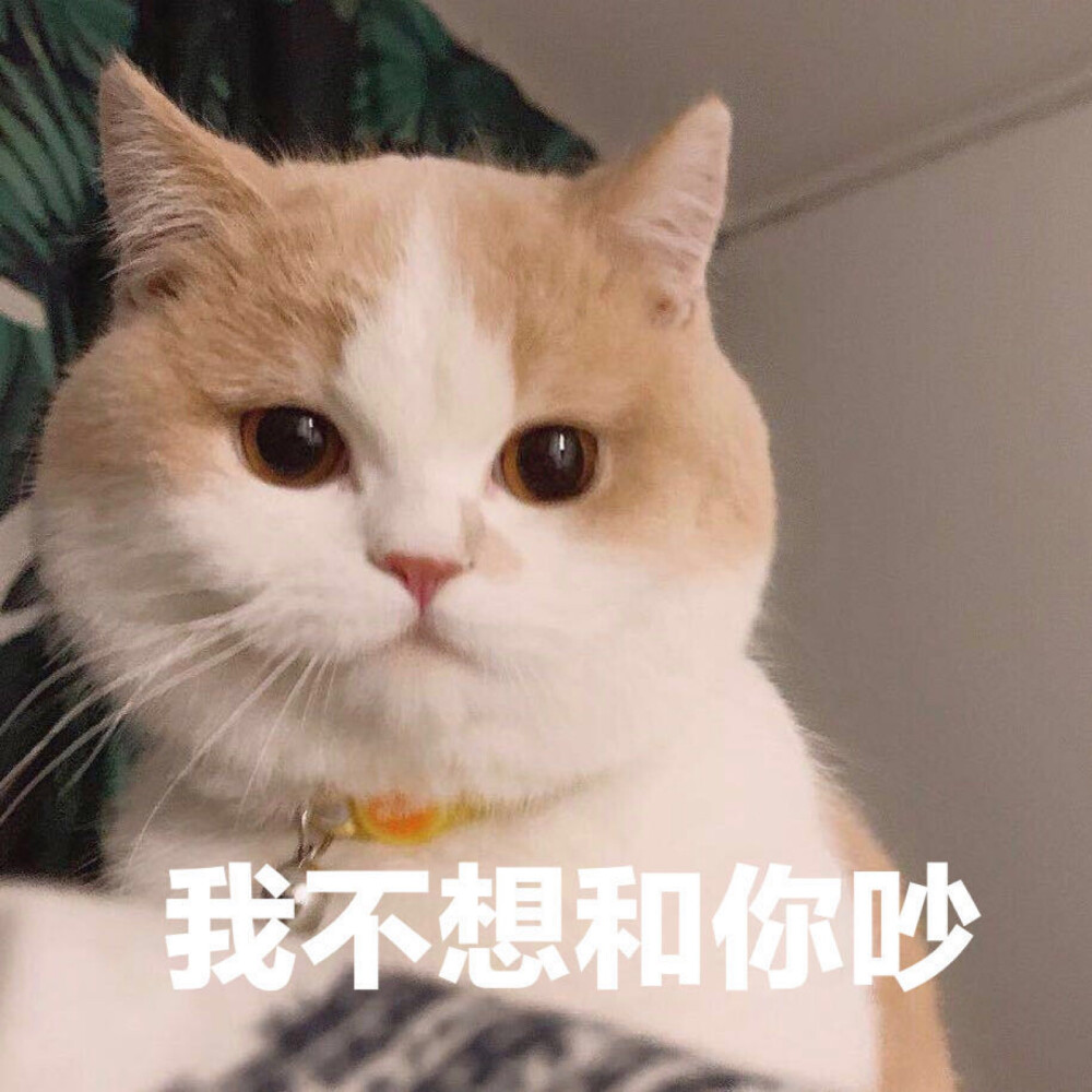 猫咪记仇会有什么表现（猫咪恨主人的十种表现）(图1)