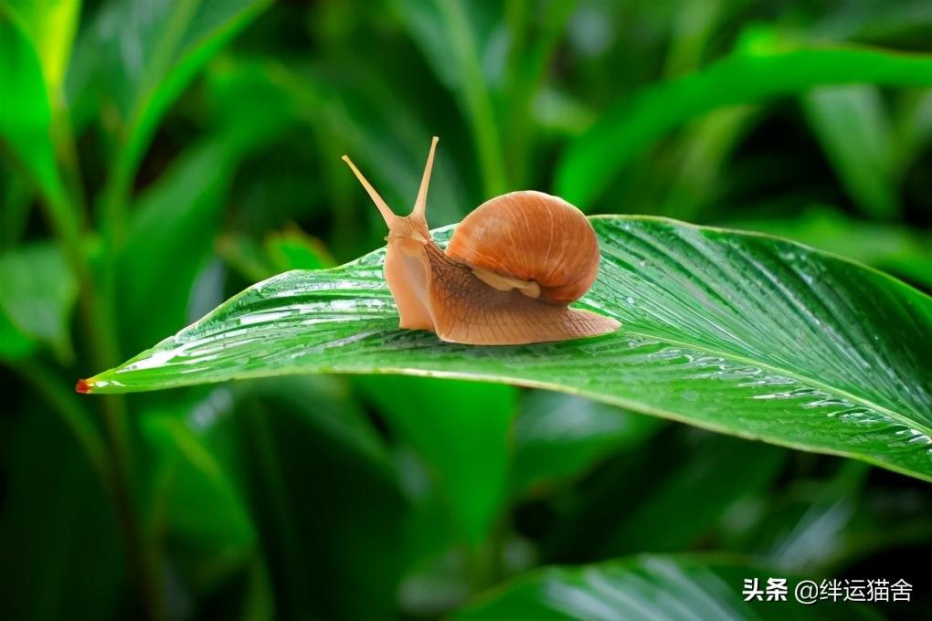 雨后出现的小蜗牛有毒吗（蜗牛为什么下雨天出来）(图2)