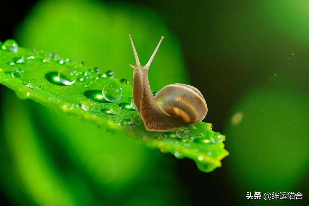 雨后出现的小蜗牛有毒吗（蜗牛为什么下雨天出来）(图3)