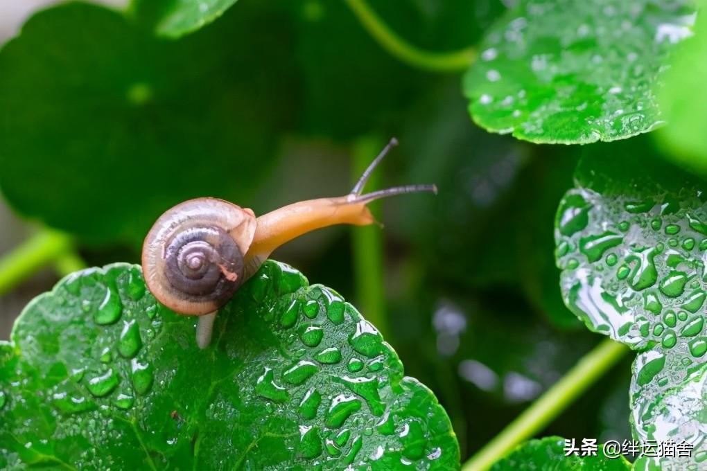 雨后出现的小蜗牛有毒吗（蜗牛为什么下雨天出来）(图1)