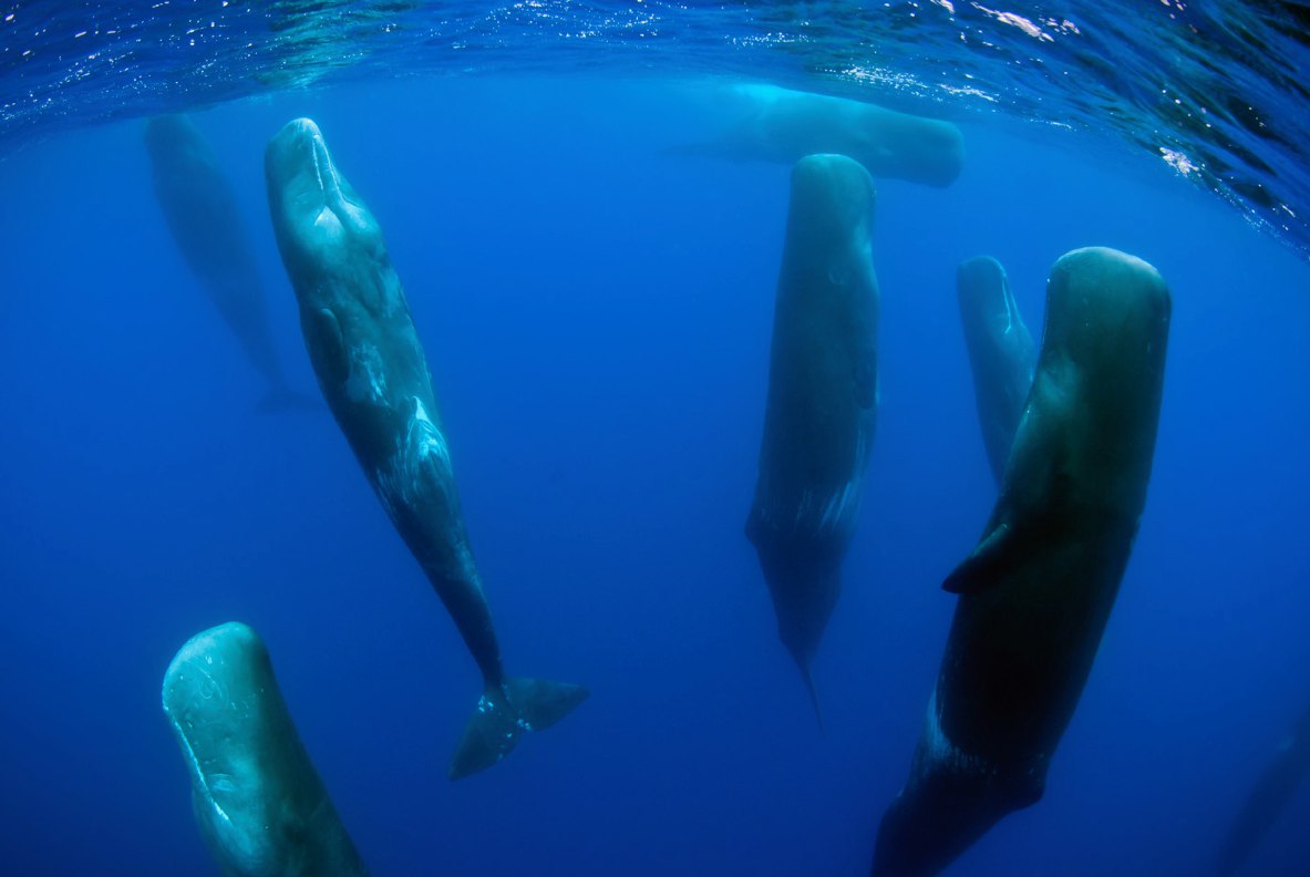 鲸鱼在水中如何呼吸（鲸鱼怎么呼吸的）