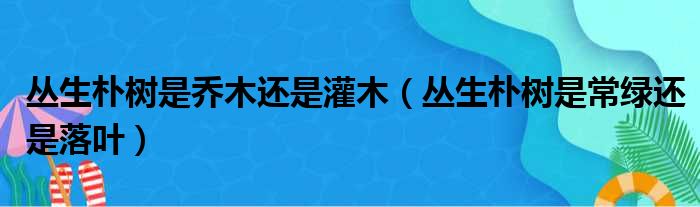 丛生朴树是乔木还是灌木（丛生朴树是常绿还是落叶）