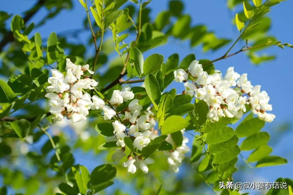 北方洋槐花开花时间（洋槐花几月份开花）