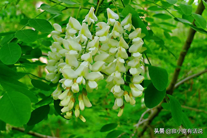 北方洋槐花开花时间（洋槐花几月份开花）(图3)