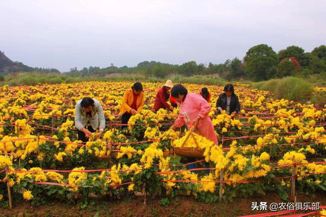 农村集体经济组织股权证是什么意思-（农村集体经济组织股权证什么意思）(图15)