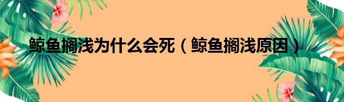 鲸鱼搁浅为什么会死（鲸鱼搁浅原因）