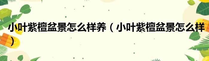 小叶紫檀盆景怎么样养（小叶紫檀盆景怎么样）